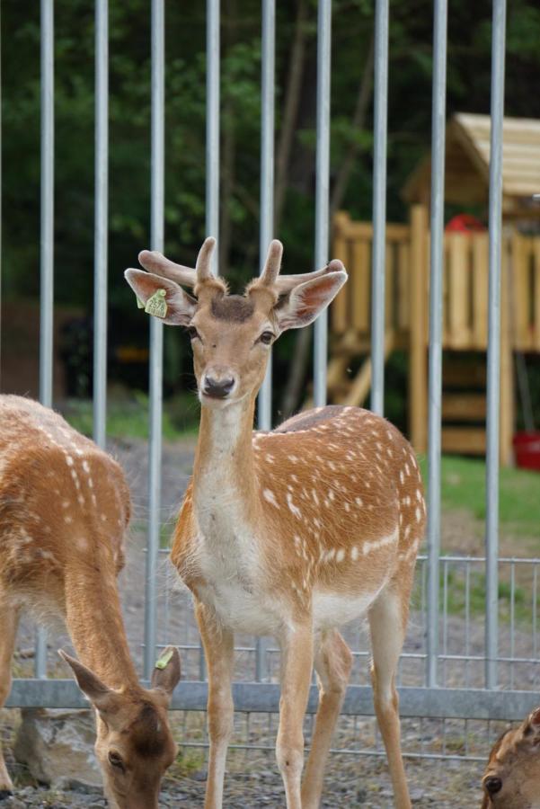 Le Val Des Cerfs - Het Hertendal Hastiere-par-dela Eksteriør bilde